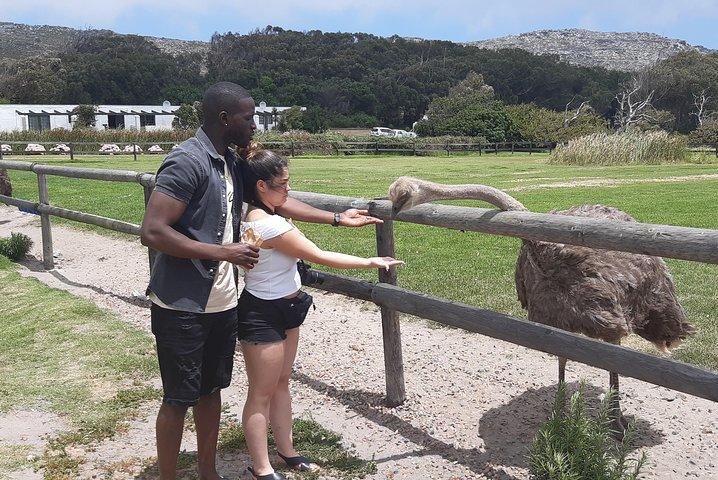 Table Mountain, Penguins, and Cape of Goodhope