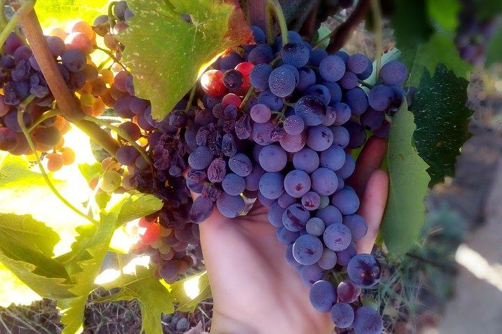 Etna Wineries Tour - Small Groups from Taormina