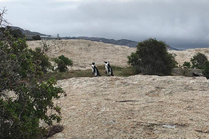 The Penguin Encounter