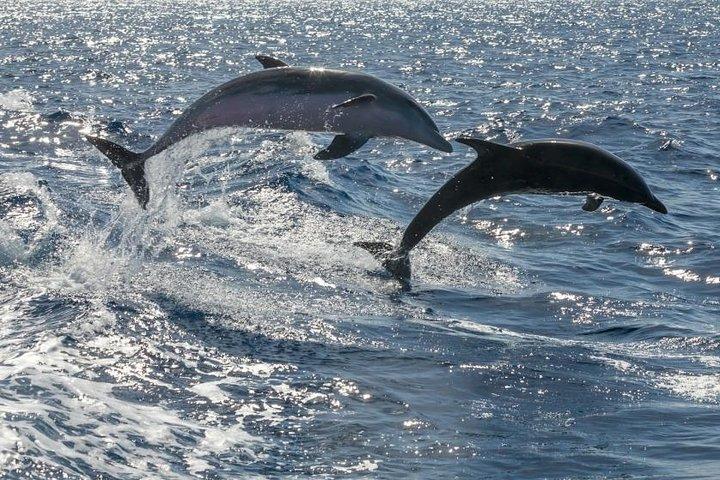 Whale Watching Catamaran in Costa Adeje (Including drinks & Sandwich)