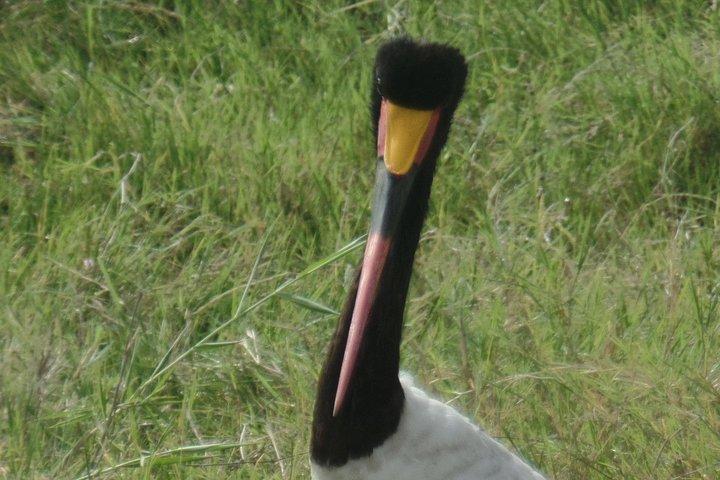 8 Days Bird Watching Safari