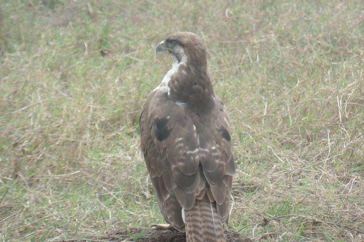 8 Days Bird Watching Safari