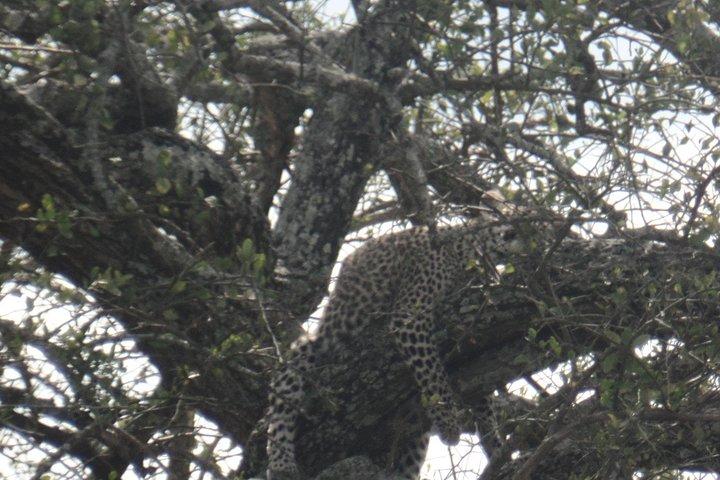 8 Days Bird Watching Safari
