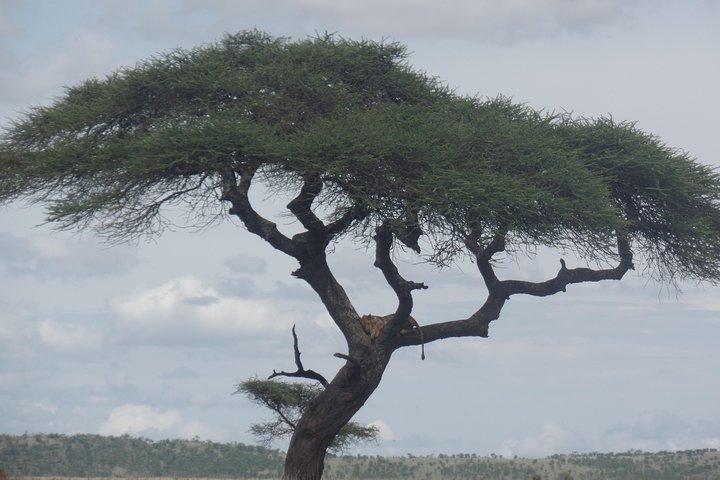 8 Days Bird Watching Safari