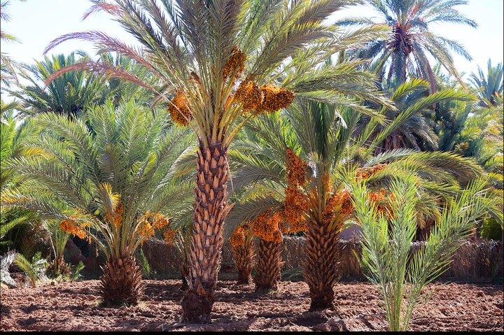 Day trip Ouarzazate Zagora