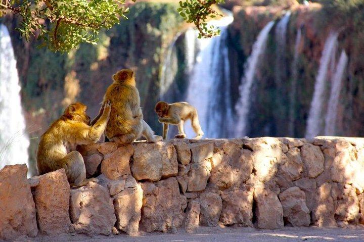 Private Ouzoud falls Tour with Local Guide -Trip from Marrakesh
