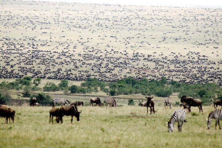 5 Day The Great Wildebeest Calving Safari