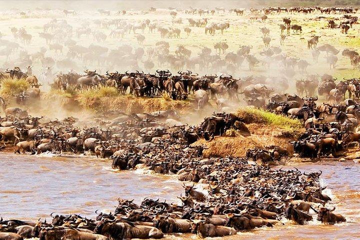 5 Day The Great Wildebeest Calving Safari