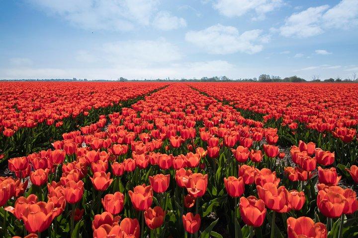 Amsterdam TulipFields of Holland Tour