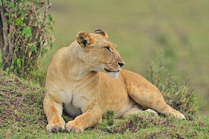 Nairobi National Park Safari- Big 4 Adventure Just Minutes Away