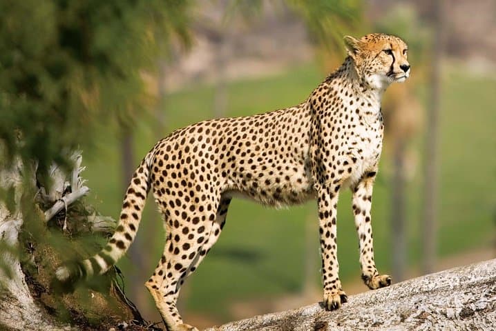 Nairobi National Park Safari- Big 4 Adventure Just Minutes Away