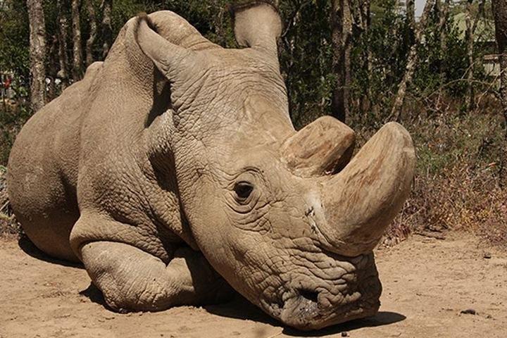 Nairobi National Park Safari- Big 4 Adventure Just Minutes Away