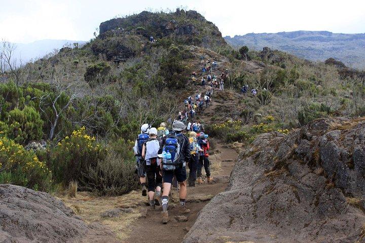 1 Day Mount Kilimanjaro Hike Trip