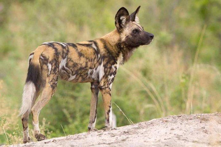 Full day - Hluhluwe Imfolozi Game Reserve 1 Day Tour From Durban