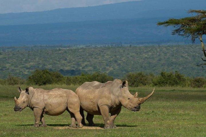 Full day - Hluhluwe Imfolozi Game Reserve 1 Day Tour From Durban