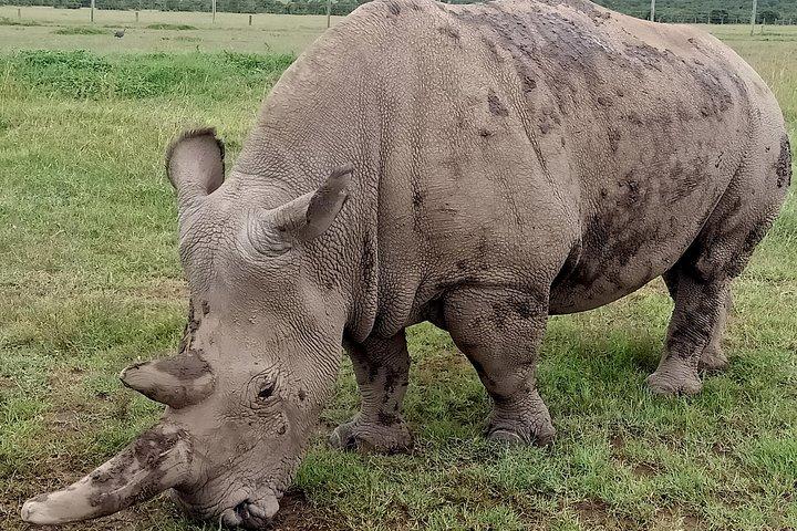 Vegans special safari