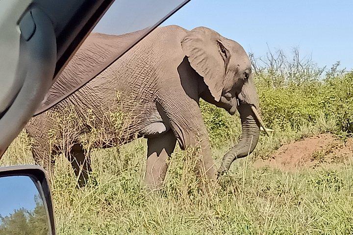 Vegans special safari