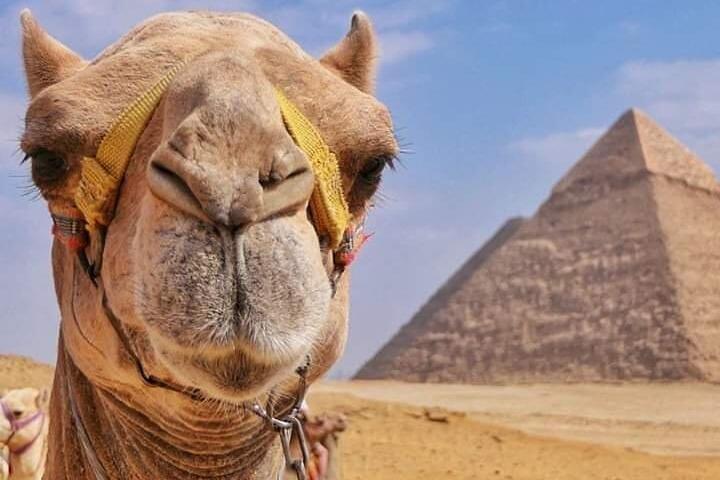 Explore the Pyramids Riding a Camel or Horse