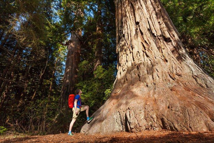 Yosemite National Park and Giant Sequoias Tour from San Jose
