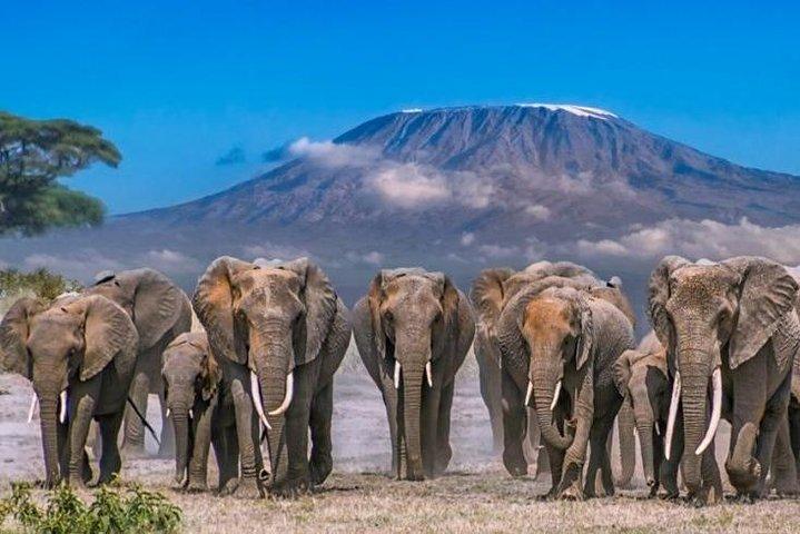 Amboseli National Park: Full Day Tour From Nairobi