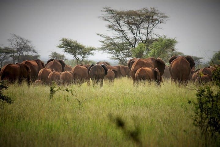 3 days Meru National Park Safari