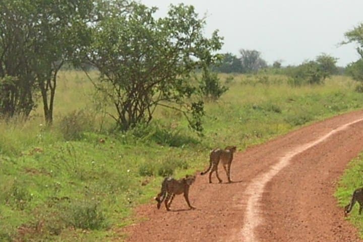 3 days Meru National Park Safari