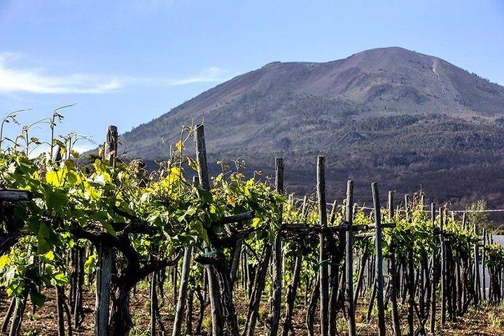 Pompeii Ruins & Hercualenum with Lunch & Wine Tasting from Rome