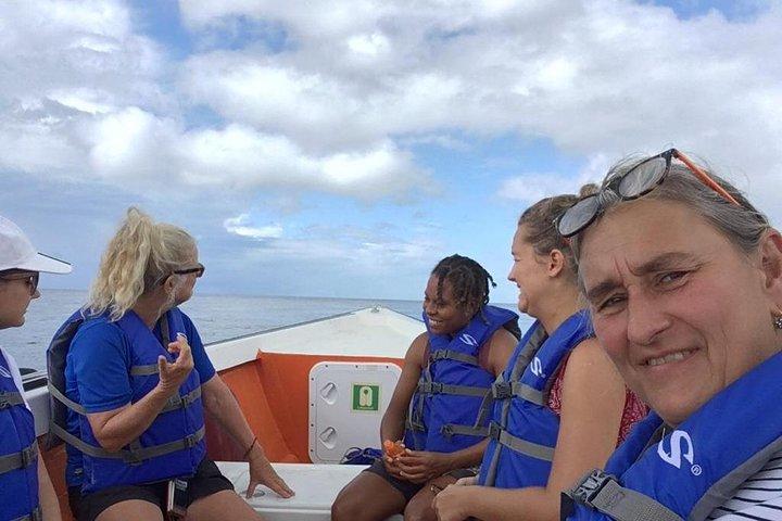 PH Whale Watch & Dolphin Cruise in Dominica