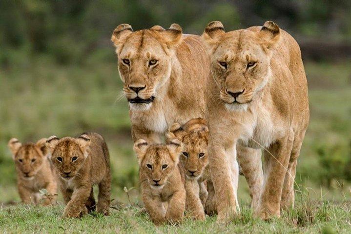 3 Days 2 Nights Masai Mara Joining Safari From Nairobi