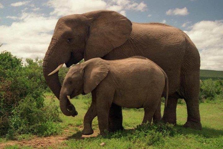 3 Days 2 Nights Masai Mara Joining Safari From Nairobi
