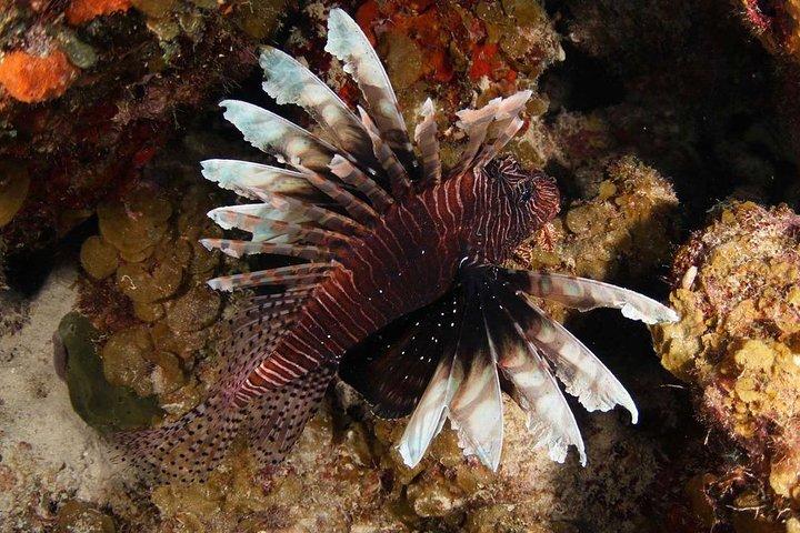 Guided Shore Dive for Certified Divers with Scubaçao (1 tank)