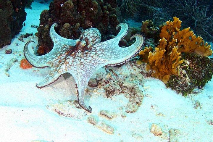 Guided Shore Dive for Certified Divers with Scubaçao (1 tank)