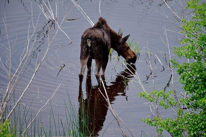 Private Yellowstone Wolf Watching & Wildlife Safari + lunch