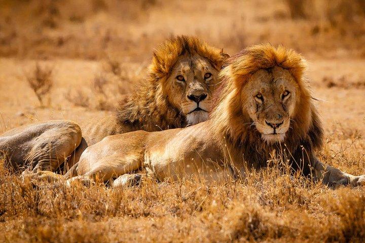 2 Days Lodge Safari - Lake Manyara and Ngorongoro Crater