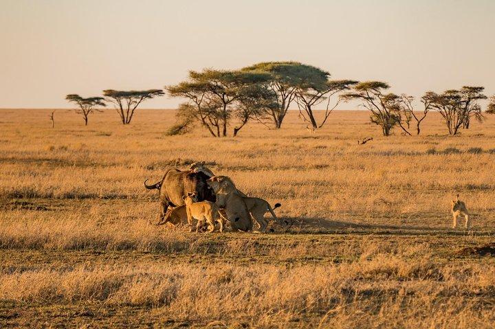 9 Days Family Safari - Tanzania Northern Circuit