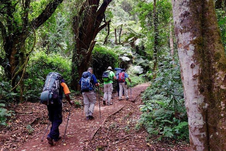 Mount Kilimanjaro 8-Days; Lemosho Route