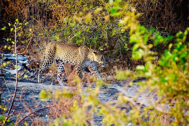 Private Jeep-Safari in Yala Nationalpark