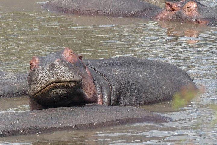 #1 Best Tanzania Safari Tarangire Day tour Adventure