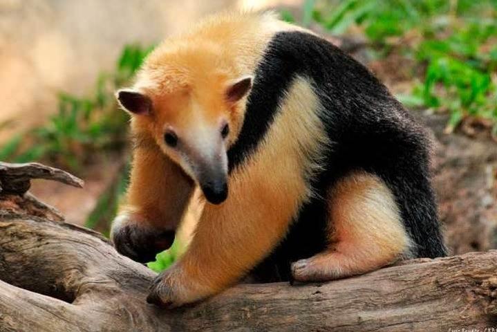 Temaiken Biopark Buenos Aires Tour