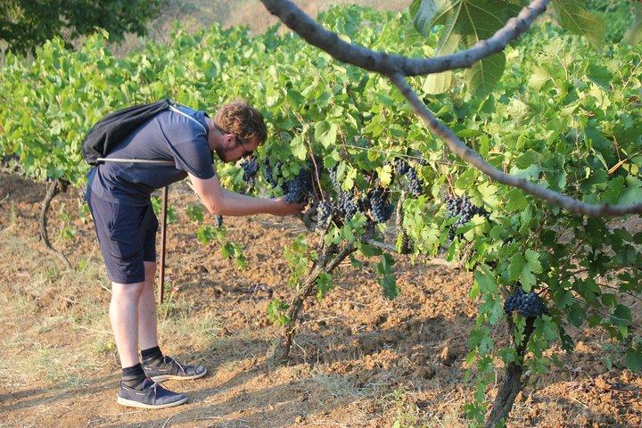 Berat Grand Wine Tasting & Food Tour