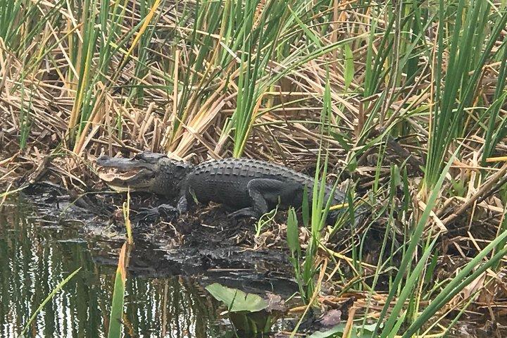 Private 1-Hour Airboat Tour of Miami Everglades