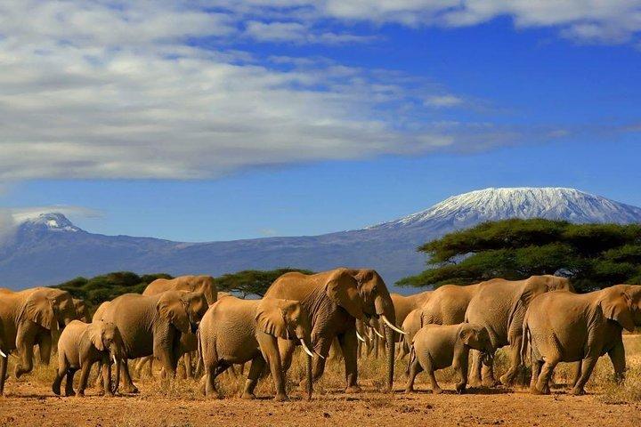 6 Days 5 nights Amboseli, Tsavo & Diani Beach