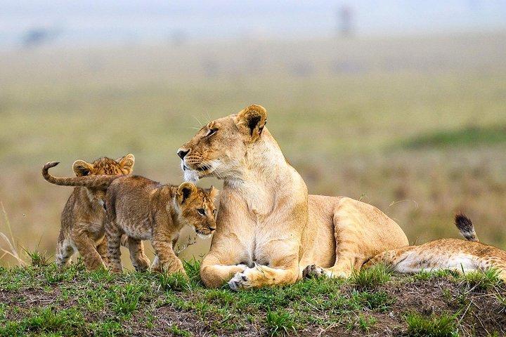 Keekorok Lodge 3 Days, 2 Nights Maasai Mara Offer