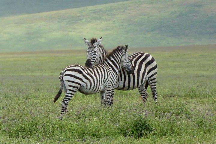 Exclusive Safaris in Africa's Finest Wildlife Areas. 5 days Tanzania