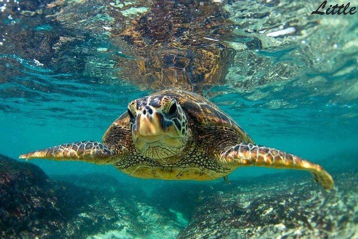 Maui: Hawaiian Outrigger Canoe Cultural and Turtle Tour