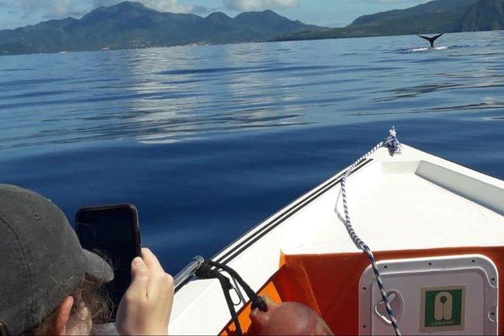 PH Whale Watch & Dolphin Cruise in Dominica