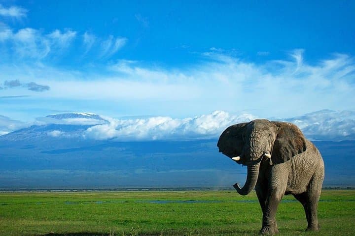 2-Day Kenya Safari - Amboseli National Park Adventure