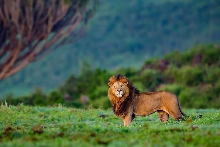 2-Day Kenya Safari - Amboseli National Park Adventure
