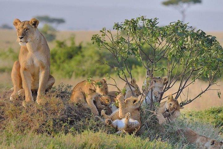 3-Day Kenya Safari Tour: Explore Amboseli National Park on Budget