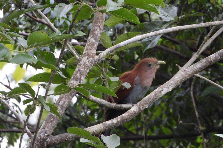 Birds of the Mayan World 2 / Route of the cenotes